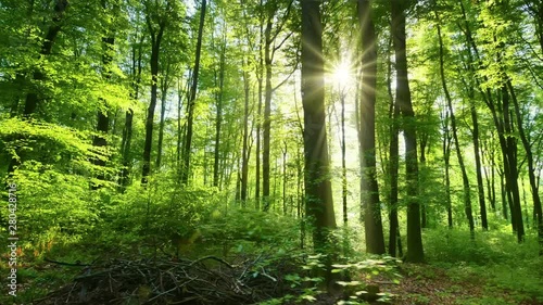 太阳把它美丽的光线投射到新鲜的绿色森林，时间流逝