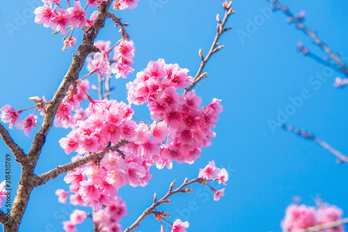 柔和的焦点樱花，粉红色的花朵背景。