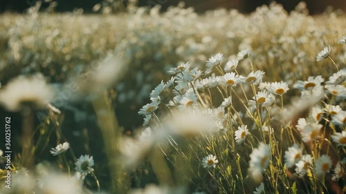 白色雏菊花在夕阳下的草地