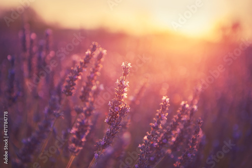 日落时分，法国普罗旺斯的薰衣草。宏观的形象。美丽的夏日自然背景