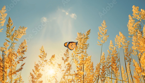 蝴蝶在松软的田野草地上，自然阳光明媚的背景。美丽的乡村田园艺术
